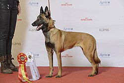 Belgian Malinois
