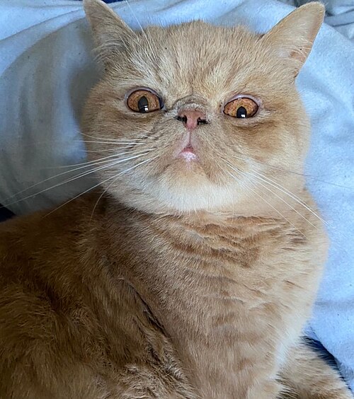 Adult Exotic Shorthair
