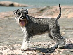 Mini Schnauzer