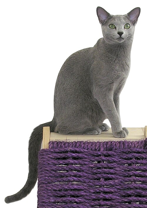 Adult Russian Blue