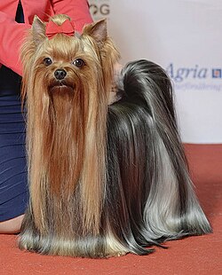 Yorkie