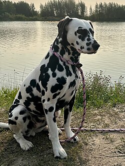 Dalmatian