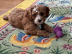 Cavapoo