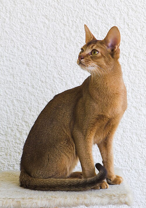 Adult Abyssinian