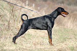 Doberman
