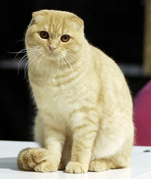 Adult Scottish Fold
