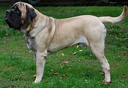 Mastiff