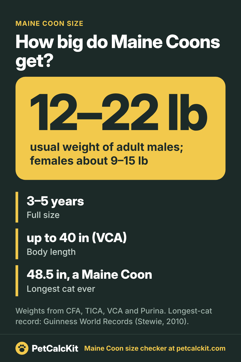 Maine Coon Size: How Big Do Maine Coons Get?