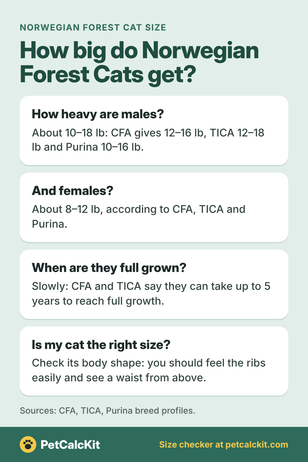 Norwegian Forest Cat Size: Weight and Full-Grown Age